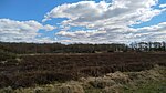 Feuchte Heide im Schirlbusch