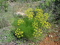 Fennel leaves