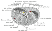 Transverse section across the wrist and digits.