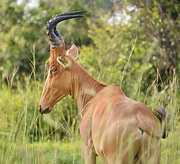 Vörös tehénantilop (Alcelaphus buselaphus)