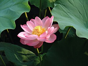 Indisk Lotosbluum (Nelumbo nucifera)