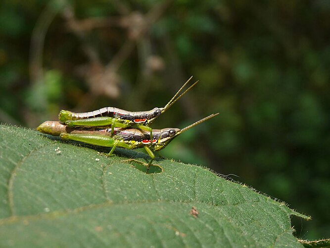 Бескрылые саранчовые Neorthacris simulans