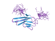 2cr3: Solution structure of the first Ig-like domain of human fibroblast growth factor receptor 1