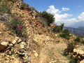 Papilio alexanor habitat-Liguria prov. di Imperia