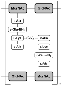 Abb. 2b: Schematische Darstellung der Mureinschicht von grampositiven Bakterien am Beispiel von Staphylococcus aureus[12] MurNAc = N-Acetylmuraminsäure; GlcNAc = N-Acetylglucosamin