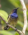 Príncipe sunbird