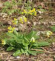 Wiesen-Schlüsselblume