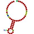 RF_site8: Secondary structure taken from the Rfam database. Family RF01097. Derived from Pseudobase PKB00107