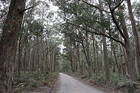 Wombeyan Caves Road