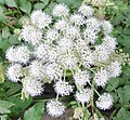 Engelwurz (Angelica sylvestris)