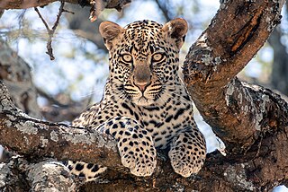 Vadon élő fiatal leopárd (Panthera pardus) egy fán a Serengeti Nemzeti Parkban (Tanzánia)
