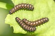 Boloria eunomia