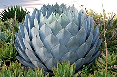 From Agave. Wikimedia Commons Quality Photo. Photo by User:Nauticashades.