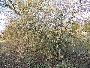 Corylus avellana ssp. Cosford