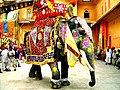 Un elefant de l'Índia decorat a Jaipur, Índia