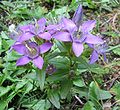 Gentianella aspera