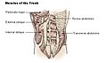 Presoma: muskulu zuzena, kanpoko muskulu laprana, barruko muskulu laprana, muskulu zeharra eta bularreko muskulu nagusia.