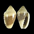 Marginella piperata albocincta Algoa Bay, South Africa