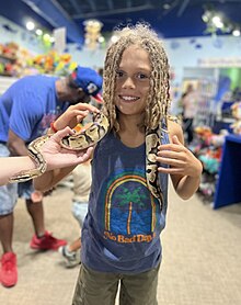 A kid petting a snake at SeaQuest.