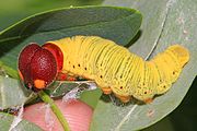 Caterpillar.