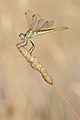 30. Atkás szitakötő (Sympetrum fonscolombii) (Sète, Franciaország) (javítás)/(csere)