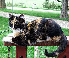 tortoiseshell cat