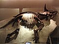 Fòssil de triceratop anomenat Raymond