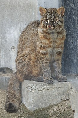 Leopardinė katė (Felis bengalensis)