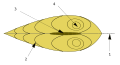 1: Planu de simetría. 2: Llinies de crecedera. 3: Lligamentu. 4: Umbo.