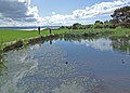 The pond at Thurstaston Visitor Centre