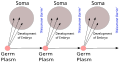 Image 20August Weismann's germ plasm theory. The hereditary material, the germ plasm, is confined to the gonads. Somatic cells (of the body) develop afresh in each generation from the germ plasm. (from History of genetics)