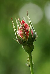 Blattläuse an einer Rosenknospe (von Godewind)