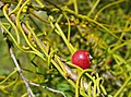 Cassytha ciliolata -lajin hedelmä ja imujuuria