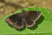 Adult, dorsal view.