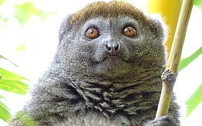 Eastern lesser bamboo lemur at Lemurs' Park