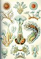 Image 14 Bryozoa Credit: Ernst Haeckel, Kunstformen der Natur (1904) Bryozoa (also known as the Polyzoa, Ectoprocta or commonly as moss animals) are a phylum of simple, aquatic invertebrate animals, nearly all living in sedentary colonies. Typically about 0.5 millimetres (1⁄64 in) long, they have a special feeding structure called a lophophore, a "crown" of tentacles used for filter feeding. Most marine bryozoans live in tropical waters, but a few are found in oceanic trenches and polar waters. The bryozoans are classified as the marine bryozoans (Stenolaemata), freshwater bryozoans (Phylactolaemata), and mostly-marine bryozoans (Gymnolaemata), a few members of which prefer brackish water. 5,869 living species are known. Originally all of the crown group Bryozoa were colonial, but as an adaptation to a mesopsammal (interstitial spaces in marine sand) life or to deep‐sea habitats, secondarily solitary forms have since evolved. Solitary species has been described in four genera; Aethozooides, Aethozoon, Franzenella and Monobryozoon). The latter having a statocyst‐like organ with a supposed excretory function. (Full article...) More selected pictures