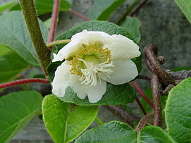 Flor de Actinidia deliciosa