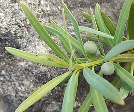 Podocarpus (genro).