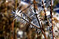 Schneeblume Simplonpass