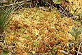 Sphagnum papillosum