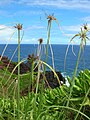 Cyperus phleoides