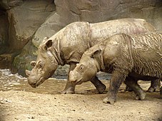2008年7月，辛辛那提动物园，“埃米”和14个月大的“哈拉潘”。“哈拉潘”是“埃米”的第三个幼崽，使“埃米”创造了饲养条件下苏门犀的最高生育纪录，同时也是西半球饲养的最后一头苏门犀，于2015年11月被转送至印尼韦卡巴斯国家公园的苏门犀保护区参与人工繁殖[54]。