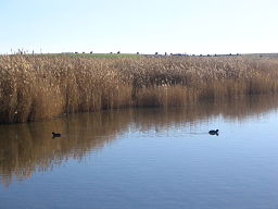 Tablas de Daimiel