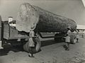 Holztransport in Ghana, 1950er