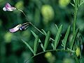 Vikev čtyřsemenná (Vicia tetrasperma)