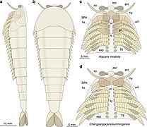 Les membres multisegmentés des fuxianhuides (en) pourraient représenter une forme intermédiaire entre les lobopodes et les appendices des arthropodes modernes.