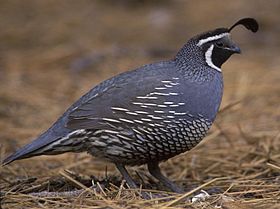 Callipepla californica