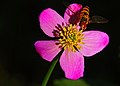 Květ Caltha sinogracilis f. rubriflora