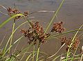 Cyperus javanicus