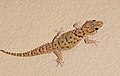 Gecko in Namibia